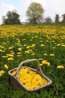 Collecting dandelion flowers for winemaking