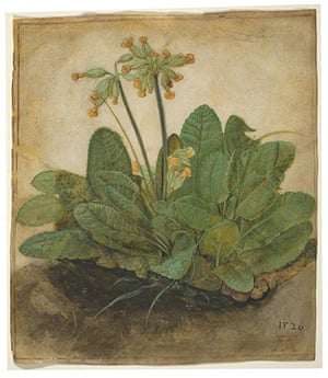 10 Best: Tuft of Cowslips by Durer