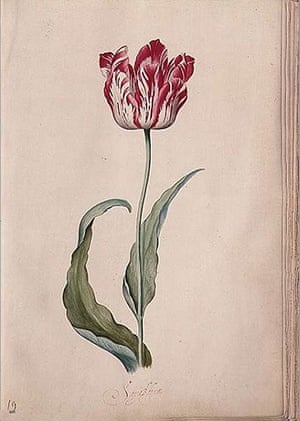 10 Best: Tulip from her Tulip book by Judith Leyster<