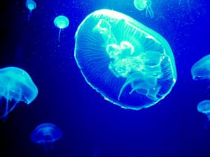 Your Pictures: Your Pictures: Jellyfish