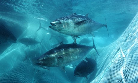 tuna bluefin mexico
