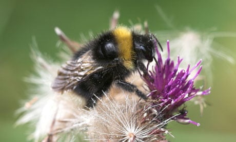 Bombus subterraneus, bumble bee