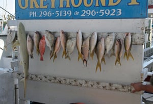 Ocean of Life : Recreational fish landings into Key West 21st c