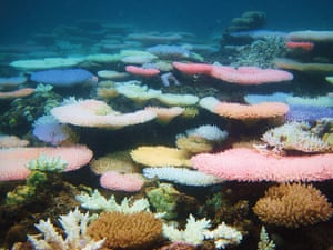 Ocean of Life : Coral reef