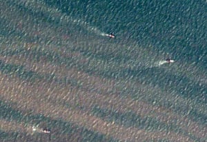 Ocean of Life : shrimp trawlers at work off the coast of Ecuador