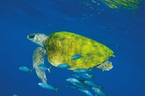 Ocean of Life : Giant Turtle