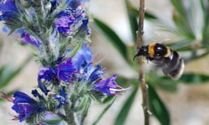 Working Together To Solve The Plight Of The Short Haired Bumblebee