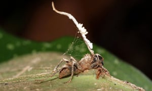 zombie ant parasitic fungus