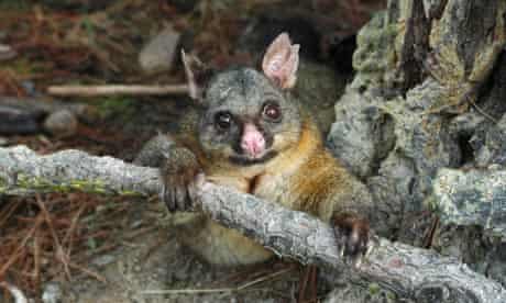 Possum, New Zealand
