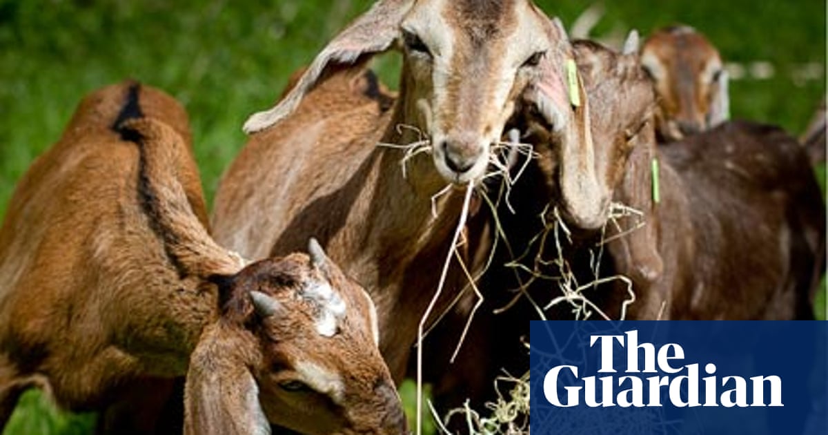 Get Should We Eat More Goat Meat Food The Guardian For Free Get Wallpaper Should We Eat More Goat Meat Food The Guardian For iPhone Free