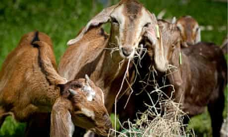Cabrito’s free-range goats