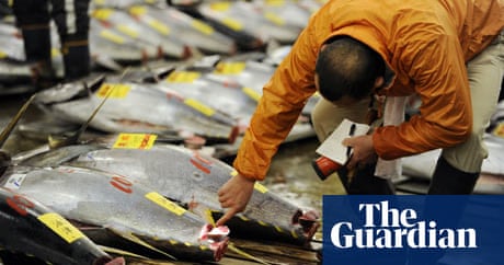 tuna packed may how be crossword away shy connoisseurs California tuna over from sushi tuna packed may how be crossword away shy connoisseurs California tuna over from sushi