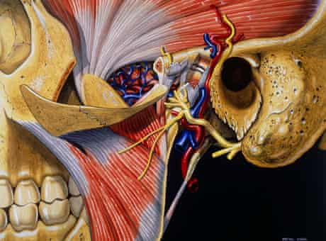 Peter Cull's illustration entitled A Dissection of the Temporomandibular Join