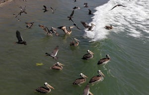 Peru dying pelican: Pelicans are seen in the waters along Cerro Azul beach in Canete, Lima