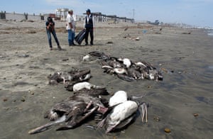 Peru dying pelican: ealth ministry workers stand by carcasses of a pelicans 