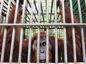 Leuser and Gober: Sumatran orangutang struggling against deforstation in Aceh Indonesia