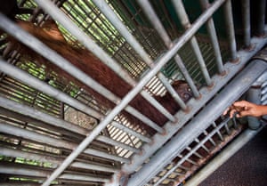 Leuser and Gober: Sumatran orangutang struggling due to deforestation in Indonesia