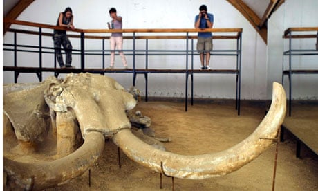 Mammoth from Kostolac mine, Serbia