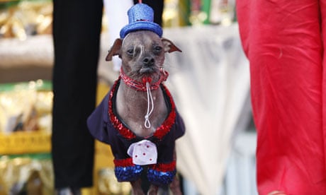 A Chinese crested, named Mugly during the 2012 World's Ugliest Dog contest