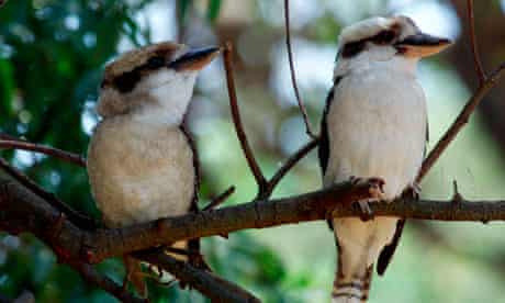 Two kookaburras sitting on a branch