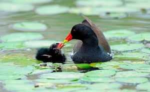 24 hours in pictures: A Moorhen takes care of his newly hatched chicks