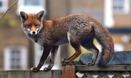 Urban fox in west London