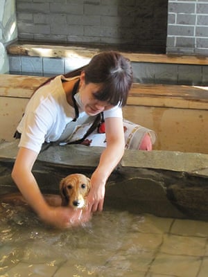 Japanese pet dogs: A hot water spa for dogs