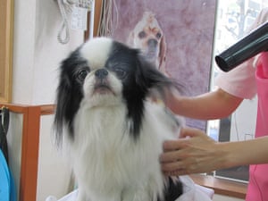 Japanese pet dogs: A dog getting a blow dry at the grooming parlour