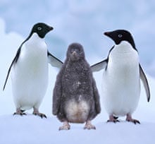 Adelie penguins with chick