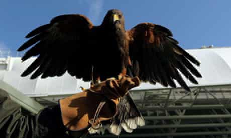 Rufus The Wimbledon Hawk Found Safe And Well Wimbledon 12 The Guardian Rufus The Wimbledon Hawk Found Safe And Well Wimbledon 12 The Guardian