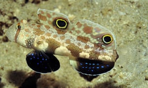 Marine Survey: Reef Fishes of the East Indies