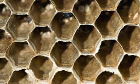 Hexagonal beehive cells