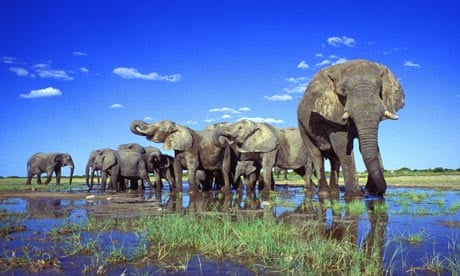 African elephant (Loxodonta africana), herd in pond, largest terrestrial animal, Namibia, Etosha NP