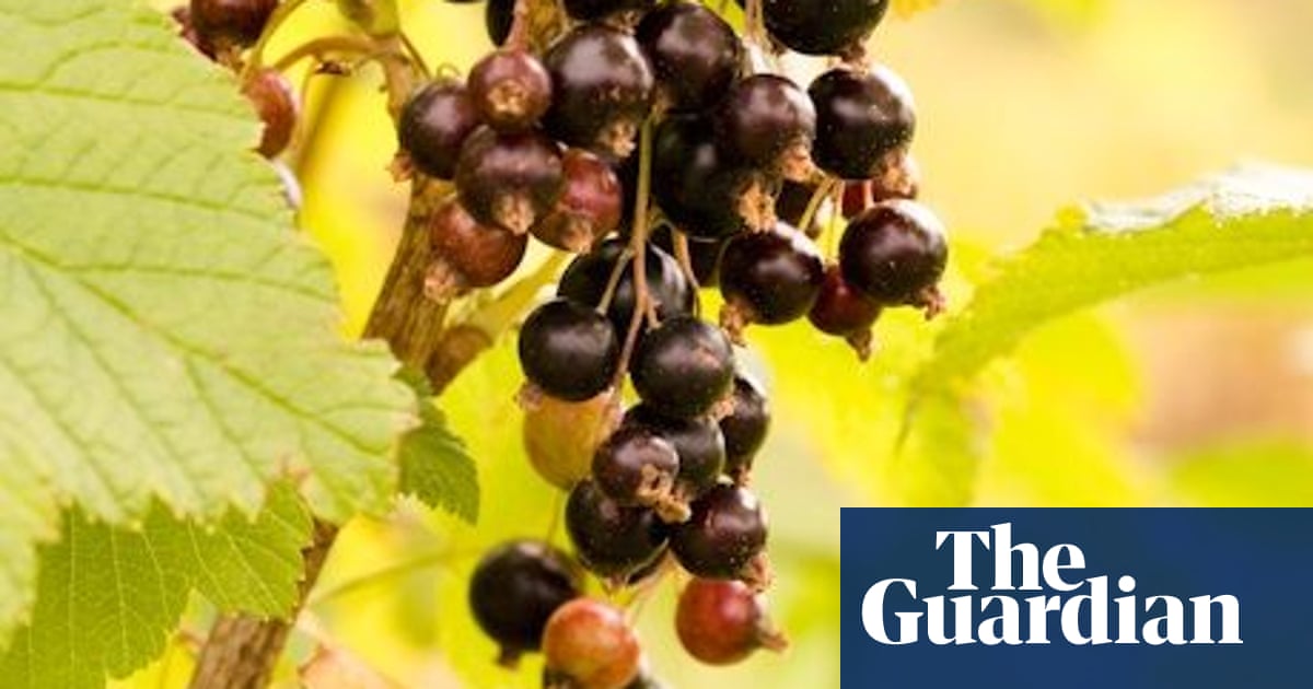 Andy Hamilton S Delicious Homemade Creme De Cassis Allotments The Guardian Andy Hamilton S Delicious Homemade Creme De Cassis Allotments The Guardian