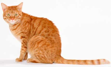 Lucy Mangan I Ve Really Put The Cat Among The Pigeons This Time Pets The Guardian