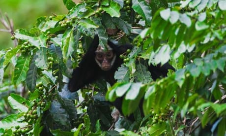 Amazon's doomed species set to pay deforestation's 'extinction debt' |  Amazon rainforest | The Guardian