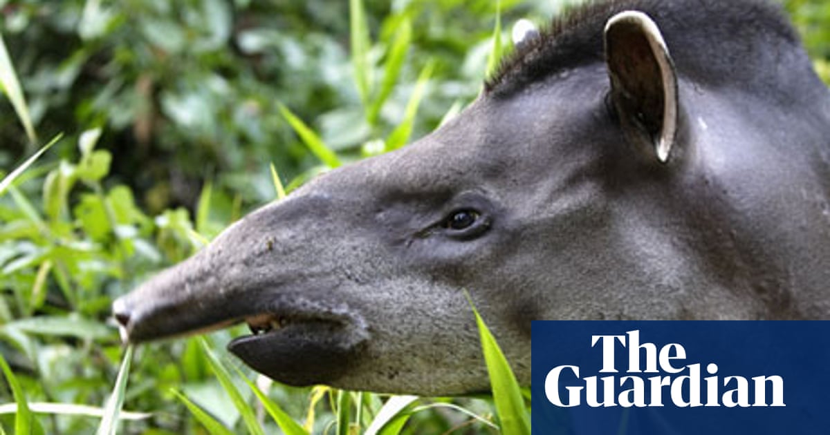 Walking Dead The Amazon S Endangered Species Amazon Rainforest The Guardian Walking Dead The Amazon S Endangered Species Amazon Rainforest The Guardian