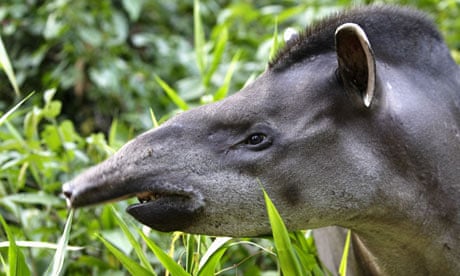 Walking Dead The Amazon S Endangered Species Amazon Rainforest The Guardian Walking Dead The Amazon S Endangered Species Amazon Rainforest The Guardian
