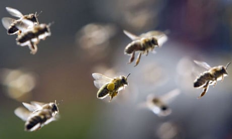 Urban hives, robotic bees and the plight of the honeybee | Bees | The Guardian