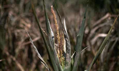 Drought corn plant Iowa