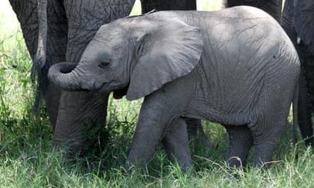 Elephants in Ol Kinyei Conservancy, Kenya