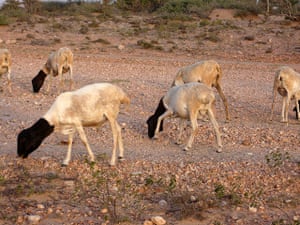 Somaliland : breeding and raising livestock industry
