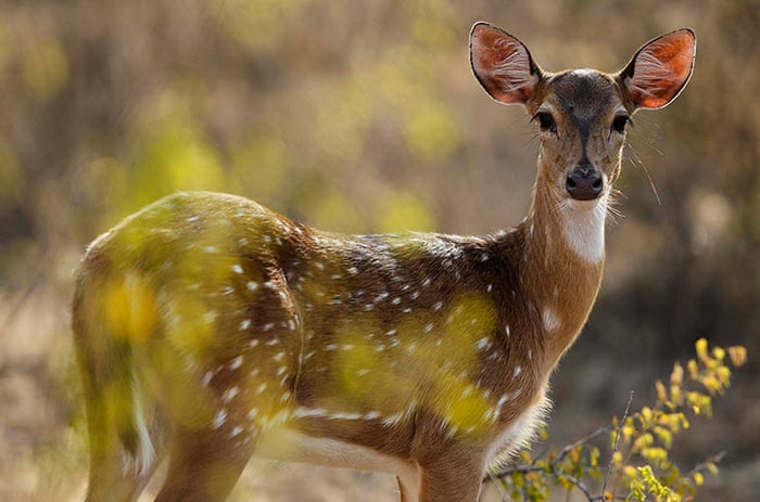 In pictures: the week in wildlife | Environment | The Guardian In pictures: the week in wildlife | Environment | The Guardian
