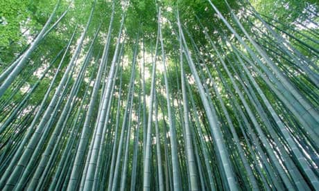 Grove of Japanese Bamboo