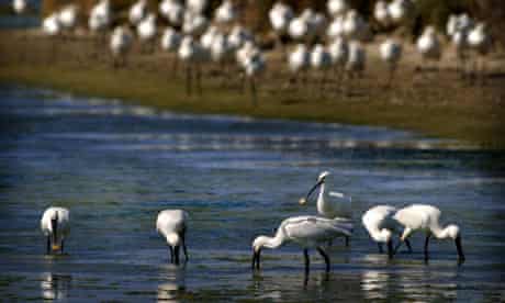 Birds stand in Bahia de Cadiz Natural Park