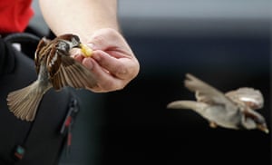 24 hours: Berlin, Germany: A man feeds sparrows 