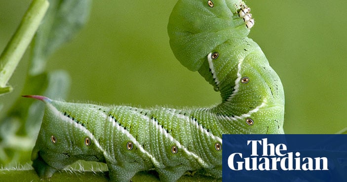 hornworm