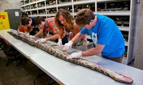 Huge python is examined in Florida by scientists
