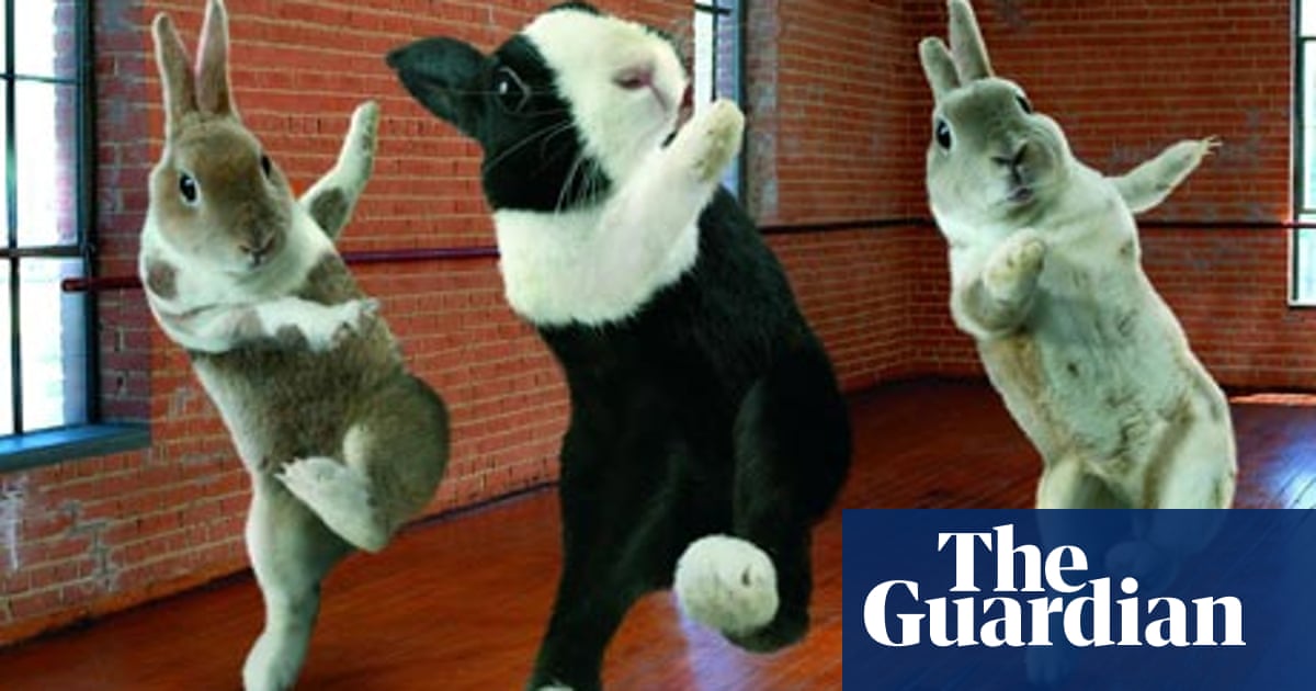 Readers Recommend Songs About Rabbits Pop And Rock The Guardian Readers Recommend Songs About Rabbits Pop And Rock The Guardian
