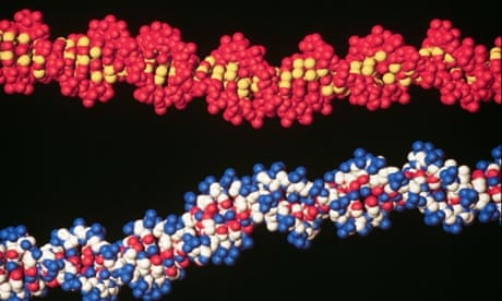 Two molecules of DNA
